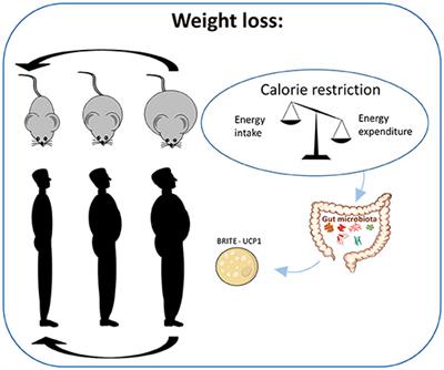 Dietary Proteins, Brown Fat, and Adiposity